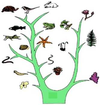 上,從生物生活環境的變化可以看出生物進化的趨勢是從