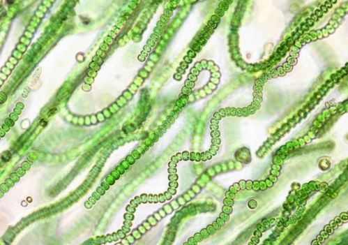 古代生物與石油形成 巨大儲(chǔ)量與生物來(lái)源的平衡解析